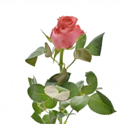 Růžová růže PINK TACAZZI+ 50cm (M)