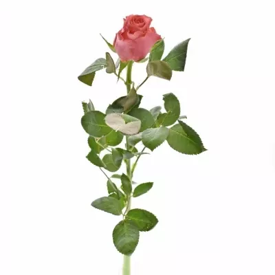 Růžová růže PINK TACAZZI+ 50cm (M)