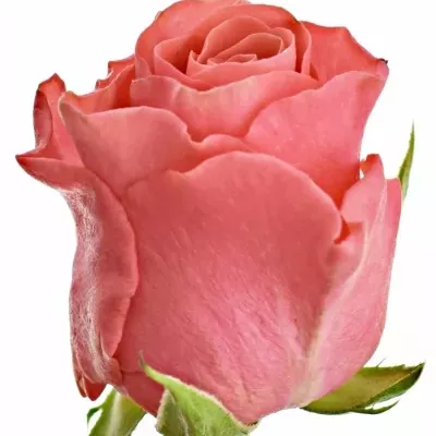Ružová ruža PINK TACAZZI + 60cm (L)