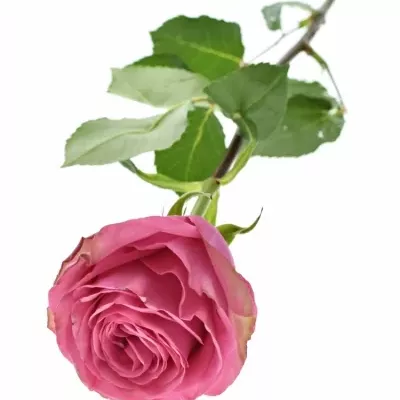 Růžová růže PINK TORRENT