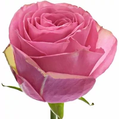 Růžová růže PINK TORRENT 70cm (M)