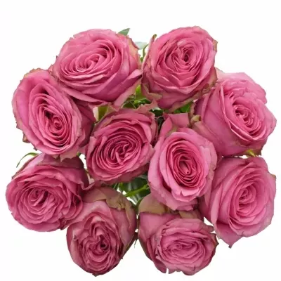 Růžová růže PINK TORRENT