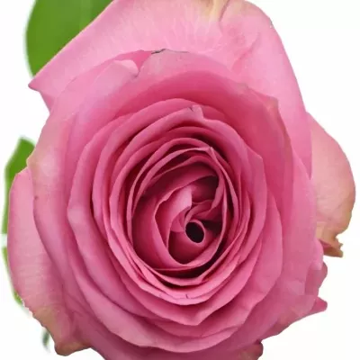 Růžová růže PINK TORRENT 