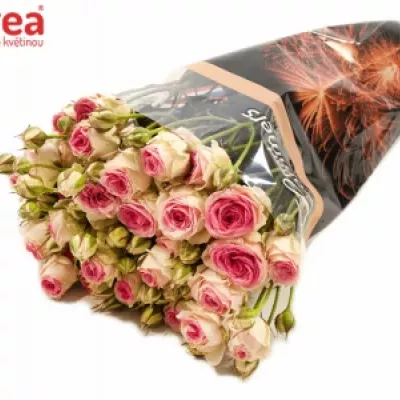 Růžová růže PINK TWISTER 40cm/4+