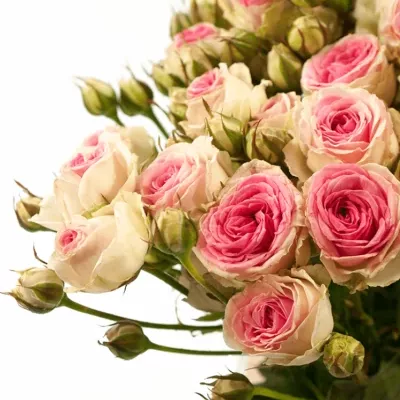Růžová růže PINK TWISTER 40cm/4+