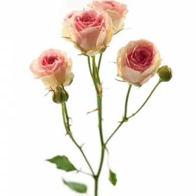 Růžová růže PINK TWISTER 40cm/4+