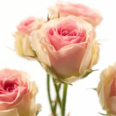 Růžová růže PINK TWISTER 40cm/4+