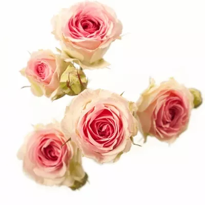 Růžová růže PINK TWISTER 40cm/4+