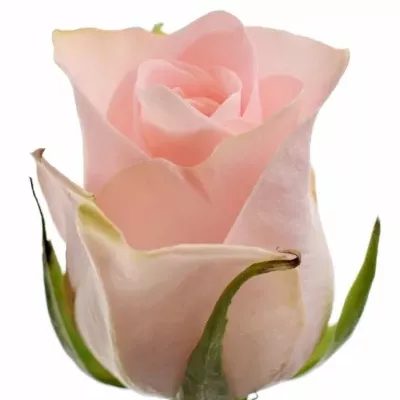 ROSA PINK WEDDING 40cm (XL)