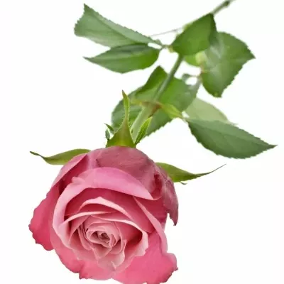 Růžová růže PIPPA 50cm (M)
