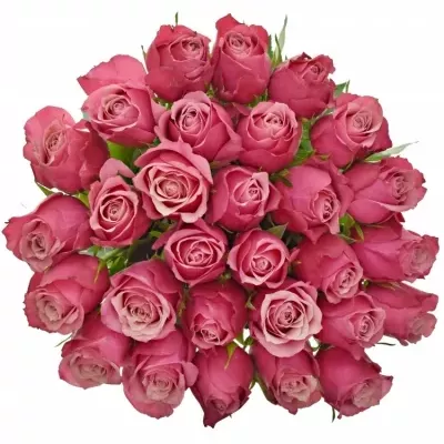 Růžová růže PIPPA 50cm (M)