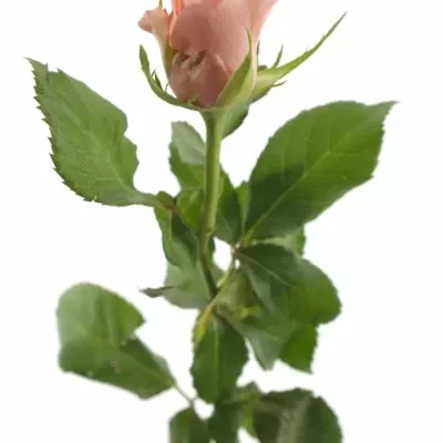 Růžová růže Poeme!