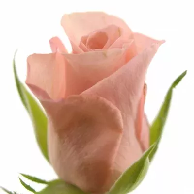 Růžová růže POEME! 50cm (S)