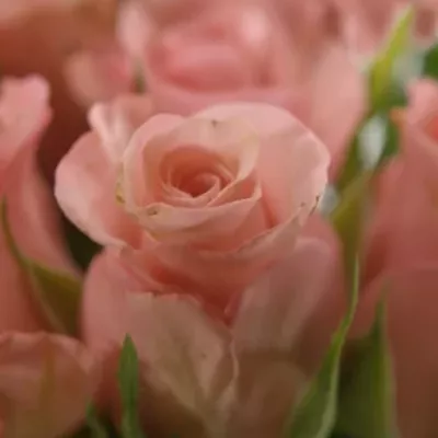 Růžová růže Poeme!