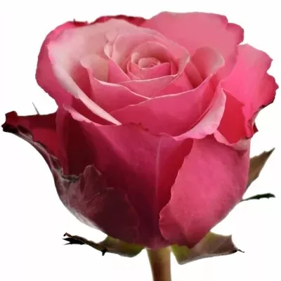 Růžová růže POMPIDOU 70cm (L)