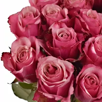 Růžová růže POMPIDOU 50cm (L)