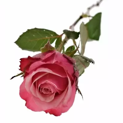 Růžová růže POMPIDOU 50cm (L)