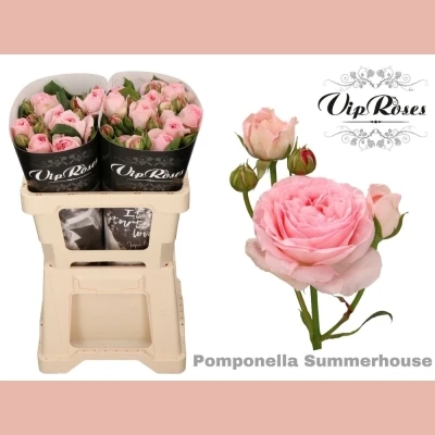 Růžová růže trsová POMPONELLA SUMMERHOUSE 50cm/3+