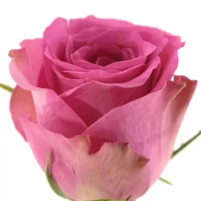 Růžová růže POP STAR 80cm