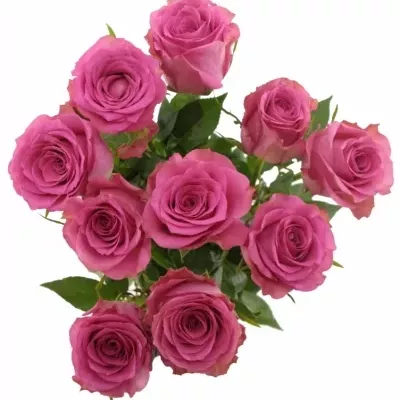 Růžová růže POP STAR 80cm