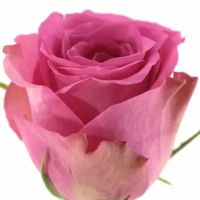 Růžová růže POP STAR 80cm