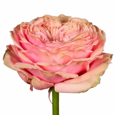 Růžová růže PRIDE OF JANE
