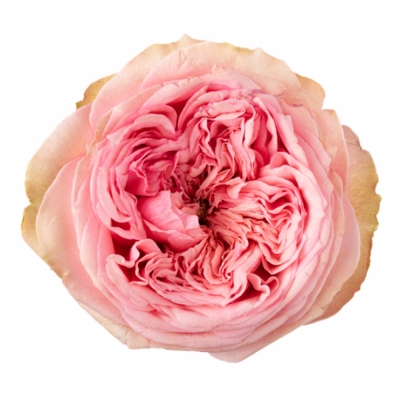 Růže PRIDE OF JANE 40cm (XL)