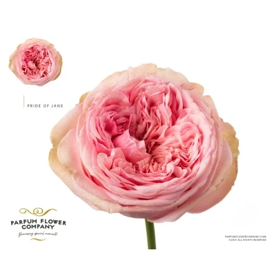 Růžová růže PRIDE OF JANE