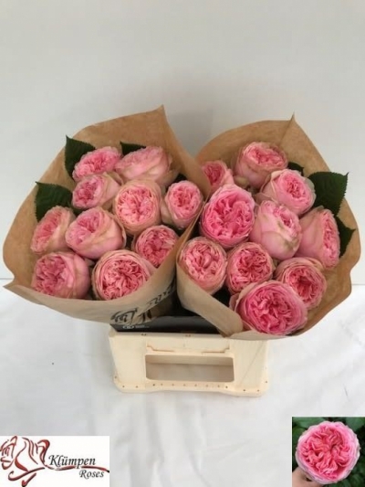 Růžová růže PRIDE OF JANE