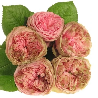 Růžová růže PRIDE OF JANE