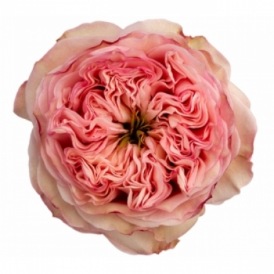 Ružová ruža PRIDE OF JANE