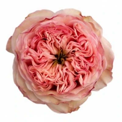 Růžová růže PRIDE OF JANE