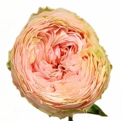 Růžová růže PRIDE OF JANE