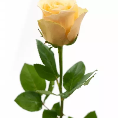 Růžová růže PRIMAVERA 50cm (M)
