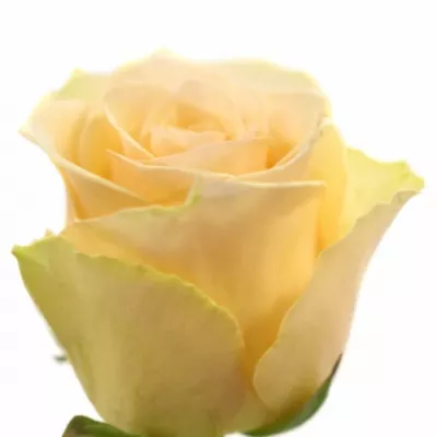 Meruňková růže PRIMAVERA 40cm (XL)