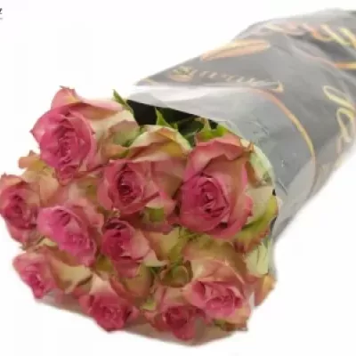 Růžová růže REFLECTION