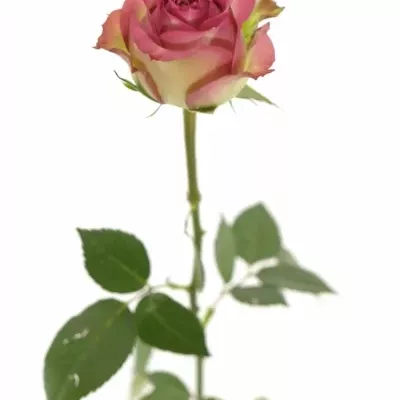 Růžová růže REFLECTION