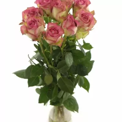 Růžová růže REFLECTION