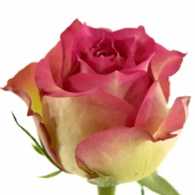 Růžová růže REFLECTION 70cm (XL)