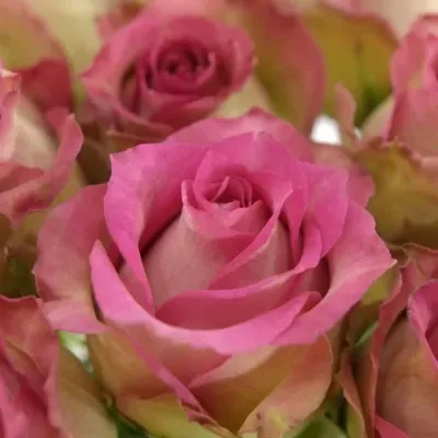 Růžová růže REFLECTION