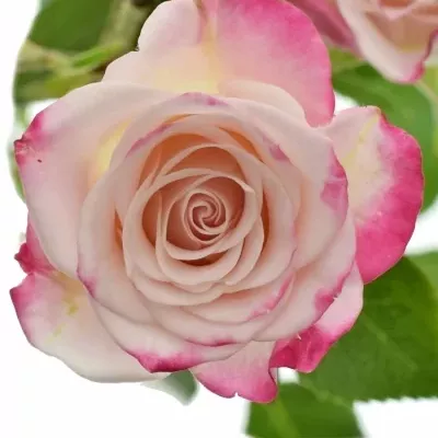 Růžová růže REFLEX