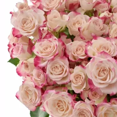 Růžová růže trsová REFLEX 40cm/3+