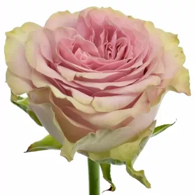 Růžová růže RETRO LOVE 60cm (XXL)