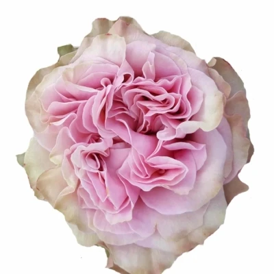 Růže RETRO LOVE! 40cm (XL)