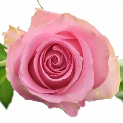 Růžová růže REVIVAL 70cm (XXL)