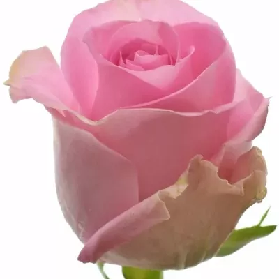 Růžová růže REVIVAL 60cm (XL)