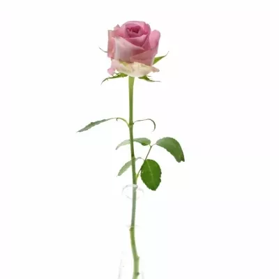 Růžová růže REVIVAL 70cm (XXL)