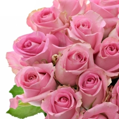 Růžová růže REVIVAL