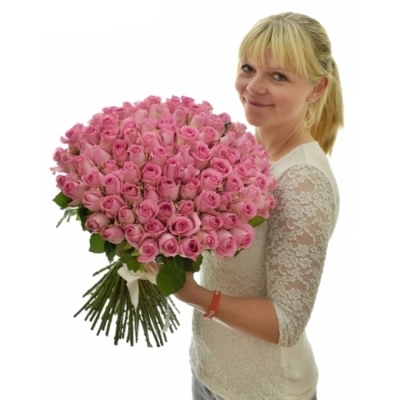 Růžová růže REVIVAL