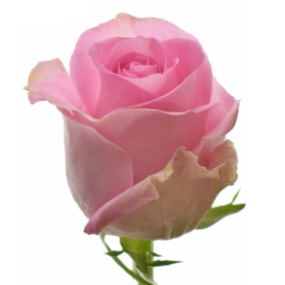 Růžová růže REVIVAL